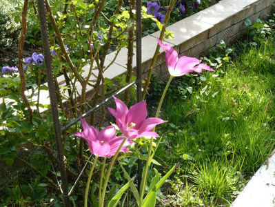 Purple Dream tulips