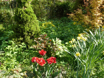 Lion King tulips