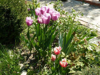 Synaeda Blue si Canasta tulips