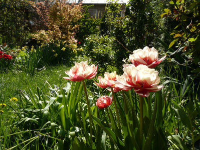 Horizon tulips