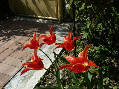 Aladin tulips