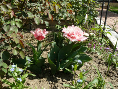 Queensland tulips