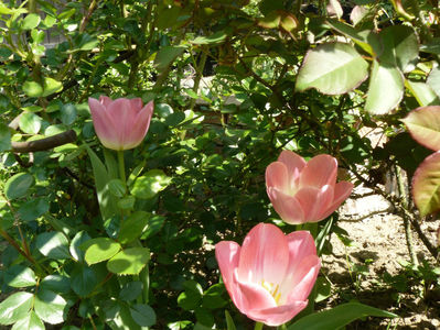 Dinasty tulips