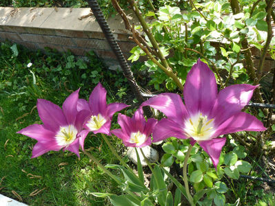 Purple Dream tulips