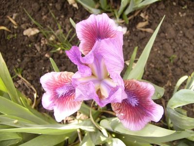 Iris Beauty Mark