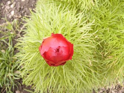 Paeonia Tenuifolia