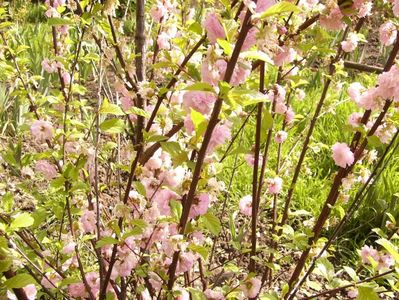 Prunus Triloba