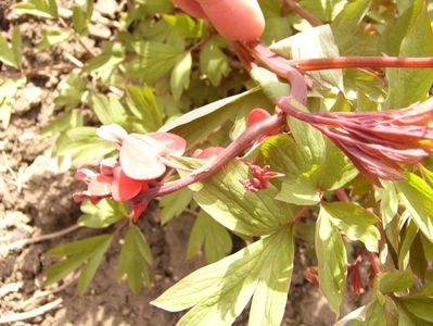 Dicentra spectabilis