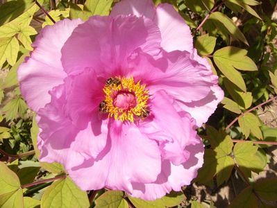 Paeonia suffruticosa lavand