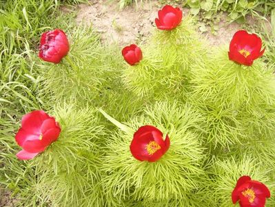 Paeonia Tenuifolia