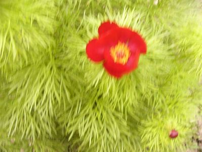 Paeonia Tenuifolia