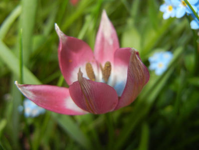 Tulipa Little Beauty (2017, April 15)