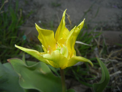 Tulipa Yellow Spider (2017, April 11)