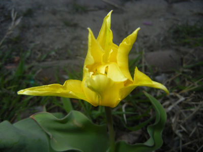 Tulipa Yellow Spider (2017, April 13)