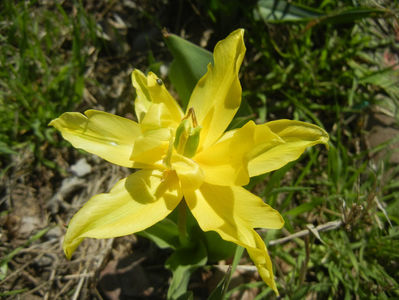 Tulipa Yellow Spider (2017, April 13)