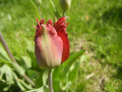 Tulipa Pacific Pearl (2016, April 14)