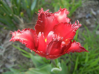 Tulipa Pacific Pearl (2016, April 15)
