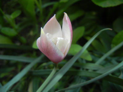 Tulipa Peppermint Stick (2017, April 14)