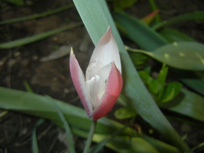 Tulipa Peppermint Stick (2017, April 15)