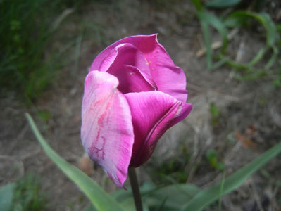 Tulipa Purple Flag (2017, April 14)