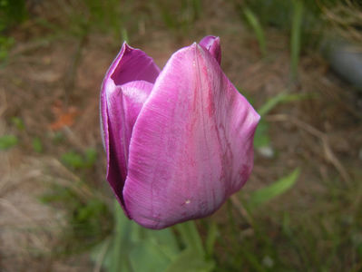 Tulipa Purple Flag (2017, April 15)