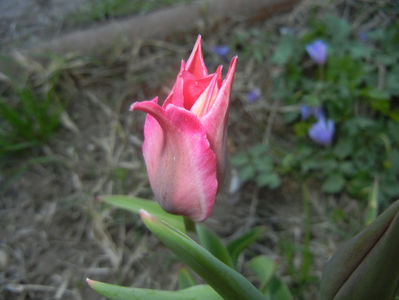 Tulipa Pimpernel (2017, April 15)