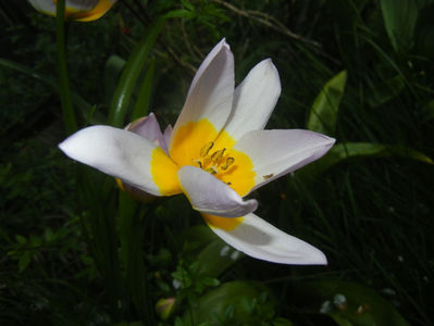 Tulipa Lilac Wonder (2017, April 14)