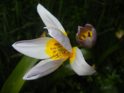 Tulipa Lilac Wonder (2017, April 14)