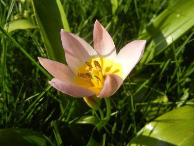 Tulipa Lilac Wonder (2017, April 15)