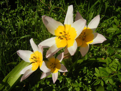 Tulipa Lilac Wonder (2017, April 15)