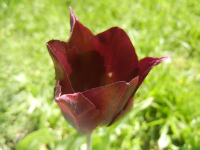 Tulipa Havran (2017, April 14)