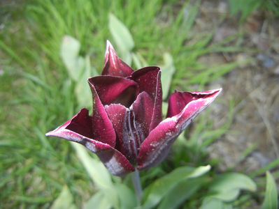 Tulipa Havran (2017, April 15)