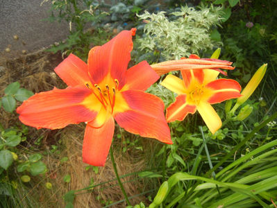 Daylily Red & Frans Hals (2016, July 03)