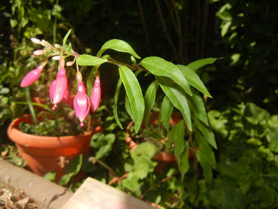 Fuchsia magellanica Gracilis (16, Aug.06)