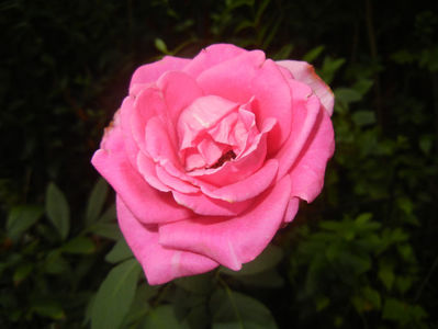Rose Pink Peace (2016, August 13)