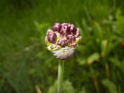 Allium atropurpureum (2015, May 11)