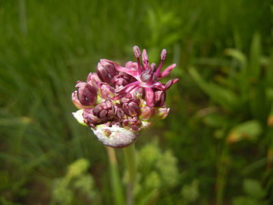 Allium atropurpureum (2015, May 12)