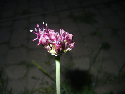 Allium atropurpureum (2015, May 13)