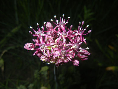 Allium atropurpureum (2015, May 15)