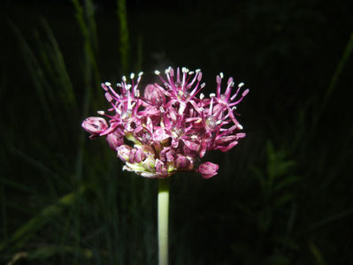 Allium atropurpureum (2015, May 15)
