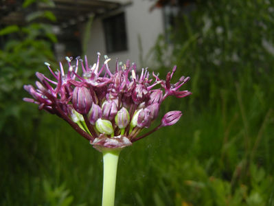 Allium atropurpureum (2015, May 16)