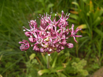 Allium atropurpureum (2015, May 16)