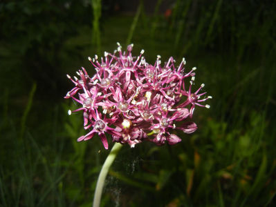 Allium atropurpureum (2015, May 17)