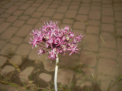 Allium atropurpureum (2015, May 20)