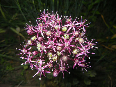 Allium atropurpureum (2015, May 21)
