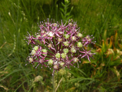 Allium atropurpureum (2015, May 24)