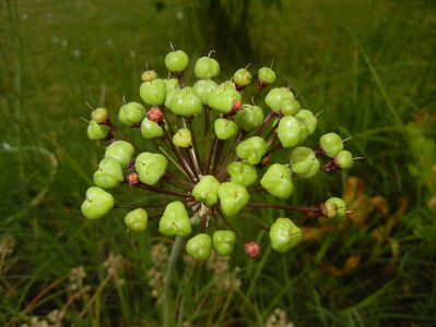 Allium atropurpureum (2015, June 05)