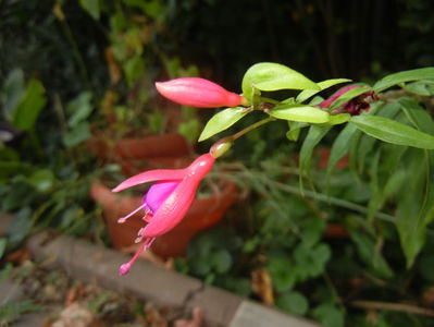 Fuchsia magellanica Gracilis (16, Sep.18)