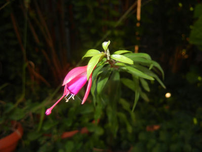 Fuchsia magellanica Gracilis (16, Sep.28)