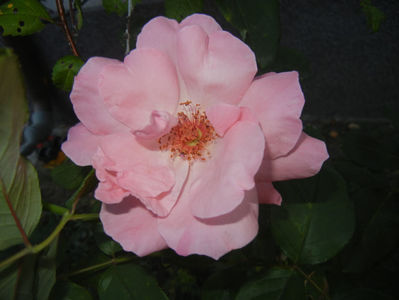 Rose Queen Elisabeth (2016, Sep.18)